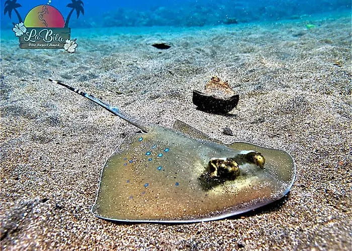 Residence Dhitabila Dive *